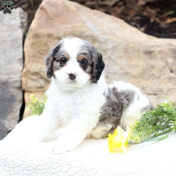 Clover, Cavapoo Puppy
